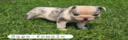 Olde English Bulldogge dogs for sale: Olde English Bulldogge 4 - Ad 7