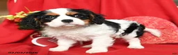 Cavalier King Charles Spaniel dogs for sale: Lady - Ad 2