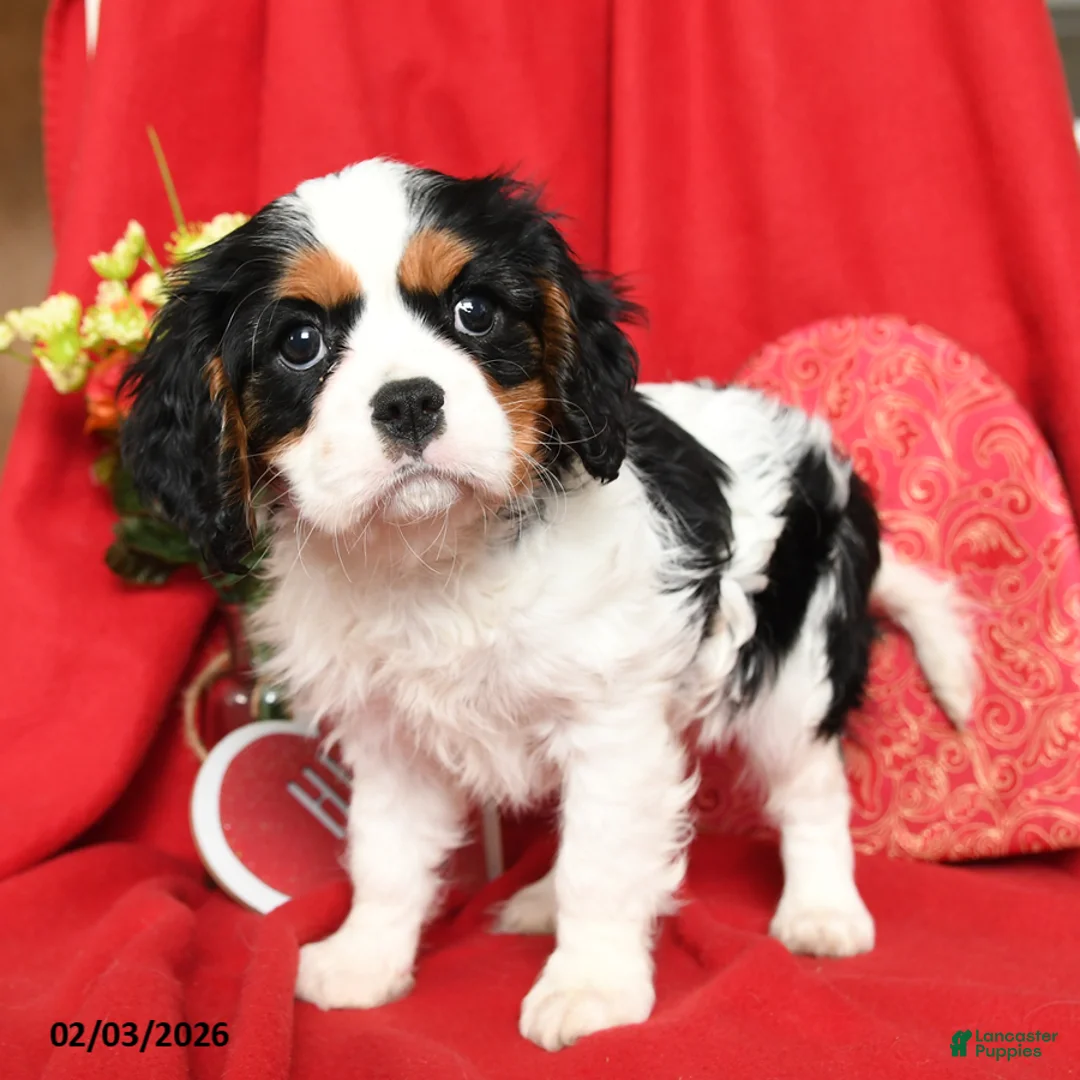 Cavalier King Charles Spaniel dogs for sale: Lady - Ad 2