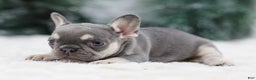 French Bulldog dogs for sale: Harper - Ad 6