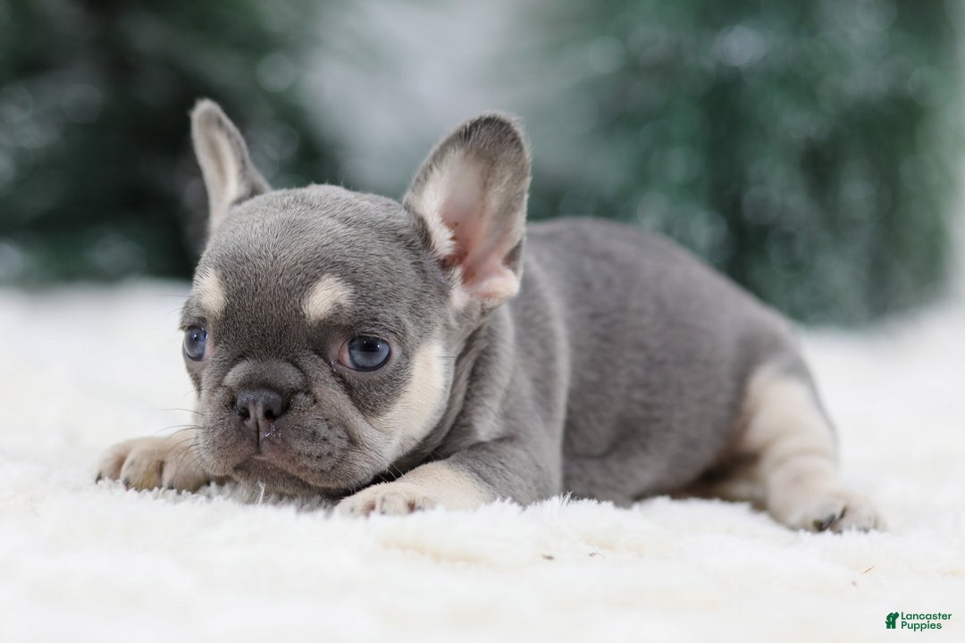 French Bulldog dogs for sale: Harper - Ad 6