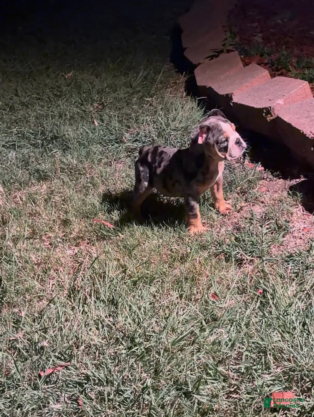 English Bulldog dogs for sale: Butters !  - Ad 2