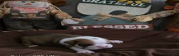 English Bulldog dogs for sale: Diesel  - Ad 5