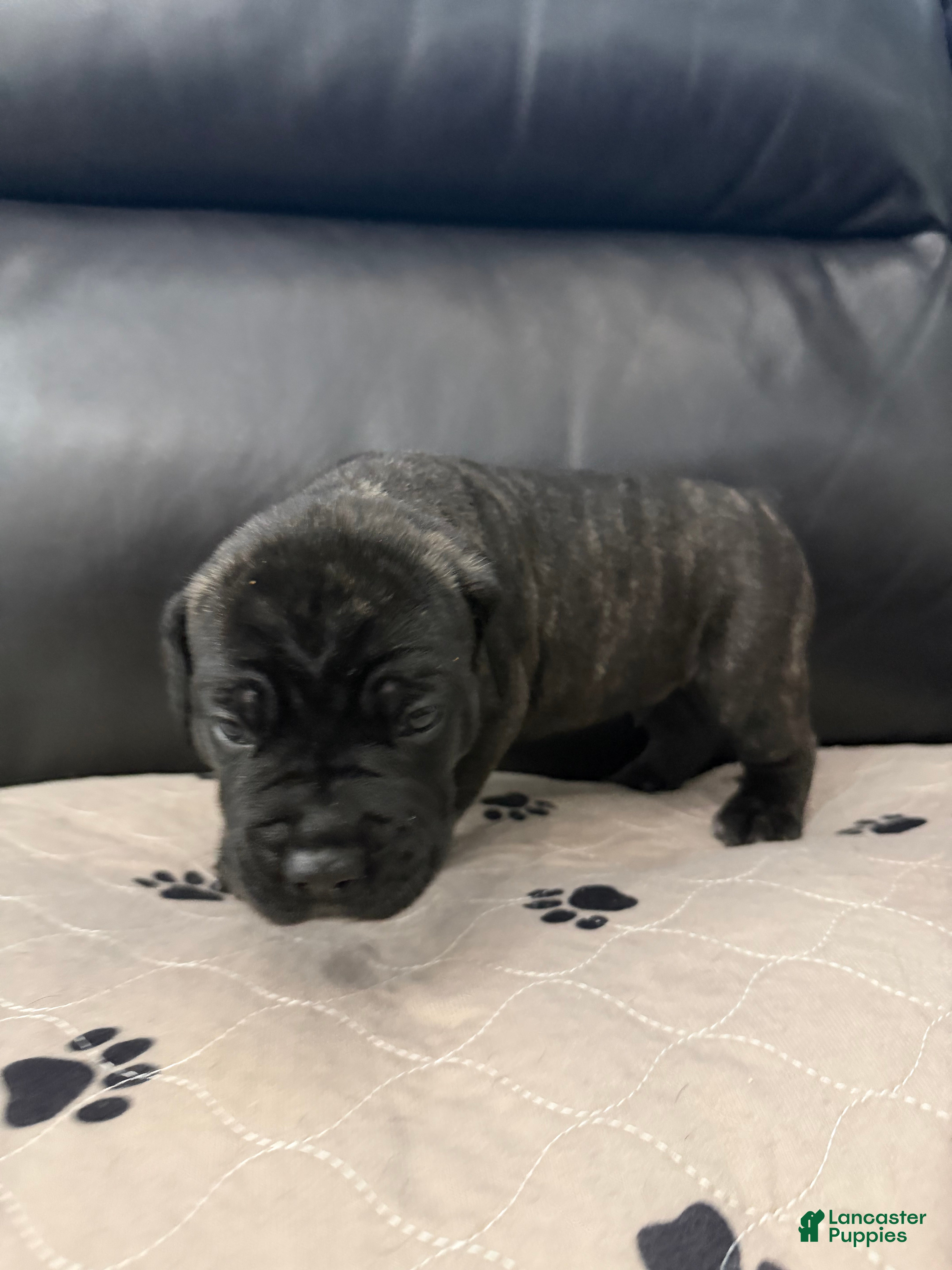 Cane Corso dogs Black Brindle - Lucky - Ad 2