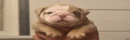 English Bulldog dogs for sale: Chip - Ad 1