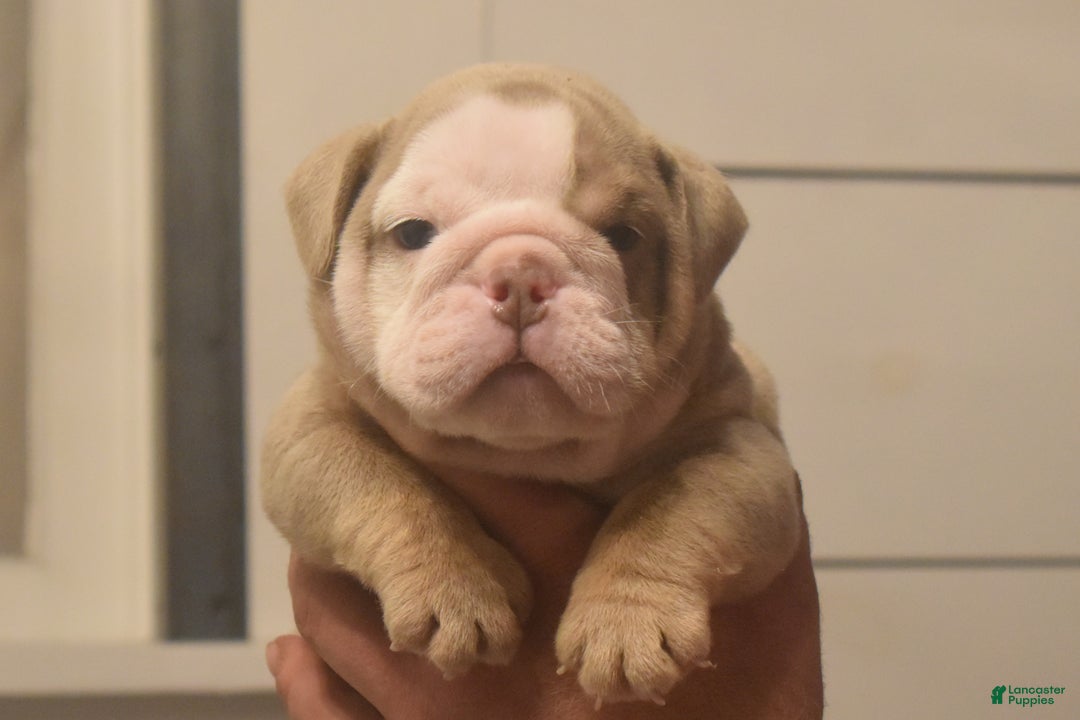 English Bulldog dogs for sale: Chip - Ad 1
