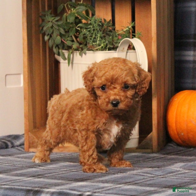 Miniature Poodle dogs Handsome - Ad 2