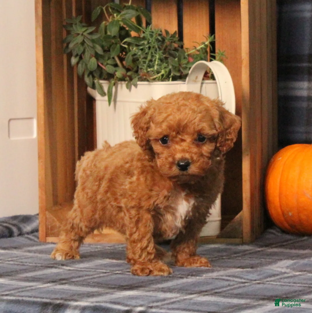 Miniature Poodle dogs for sale: Handsome - Ad 2
