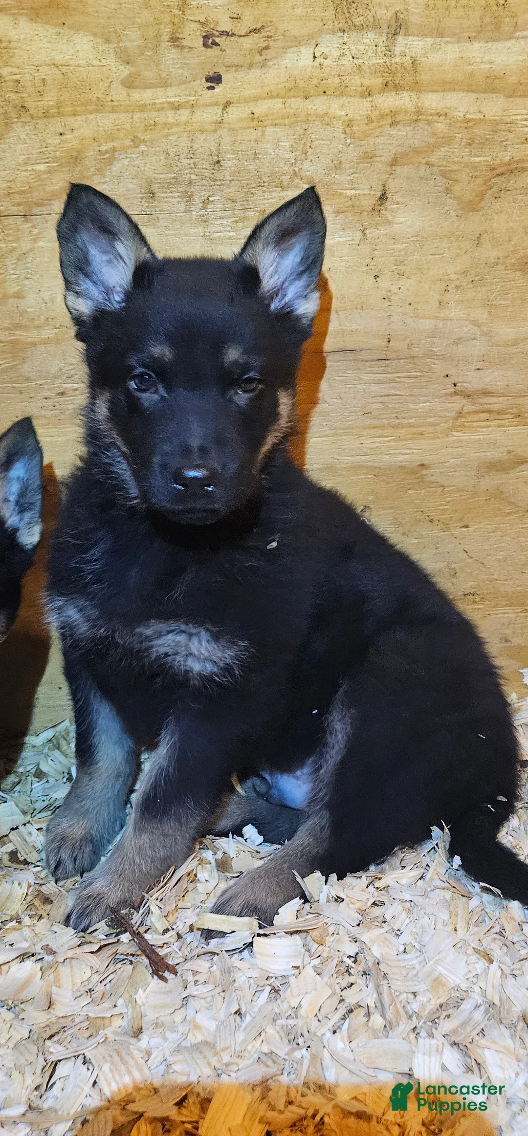 German Shepherd dogs for sale: German Shepherd Puppy 5 - Ad 5