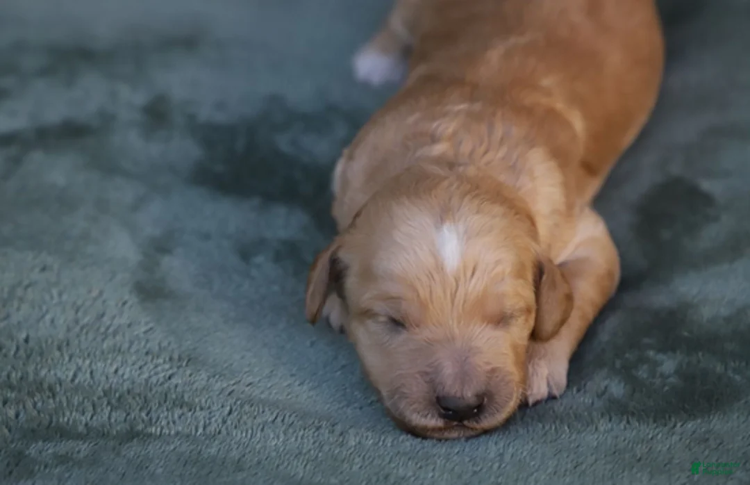 Goldendoodle dogs for sale: Mira - Ad 4