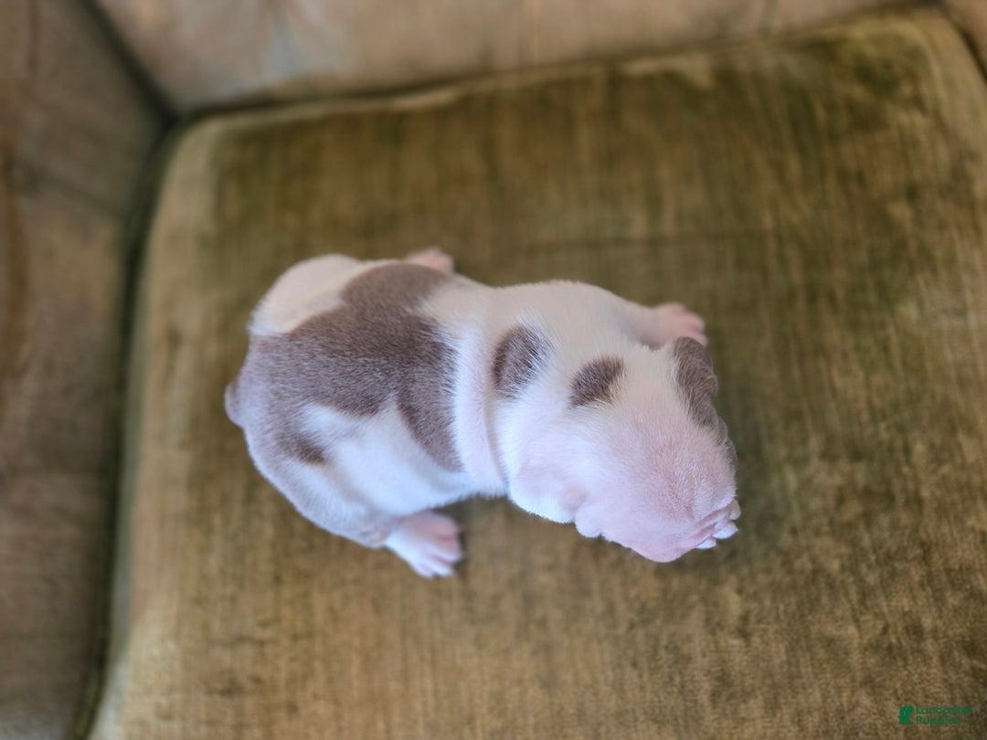 English Bulldog dogs for sale: Skye - Ad 4