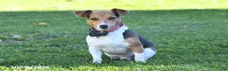 Jack Russell Terrier dogs for sale: Sugar - Ad 5