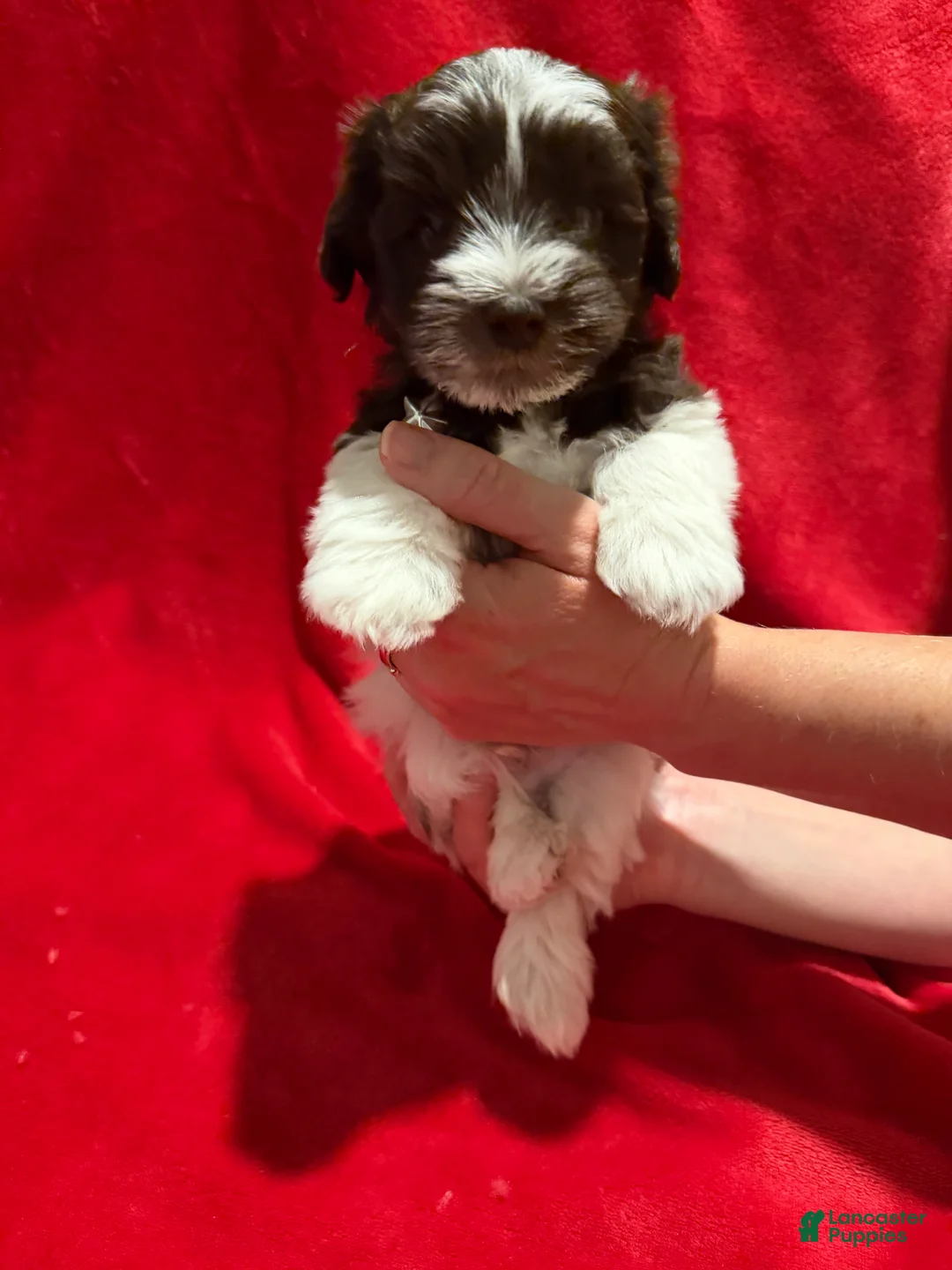 Miniature Schnauzer dogs for sale: Wooli - Ad 2