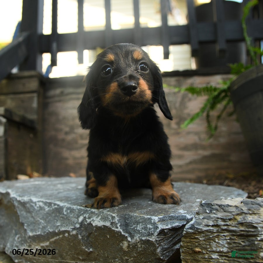 Miniature Dachshund dogs Clementine - Ad 1
