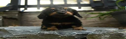 Miniature Dachshund dogs for sale: Clementine - Ad 1