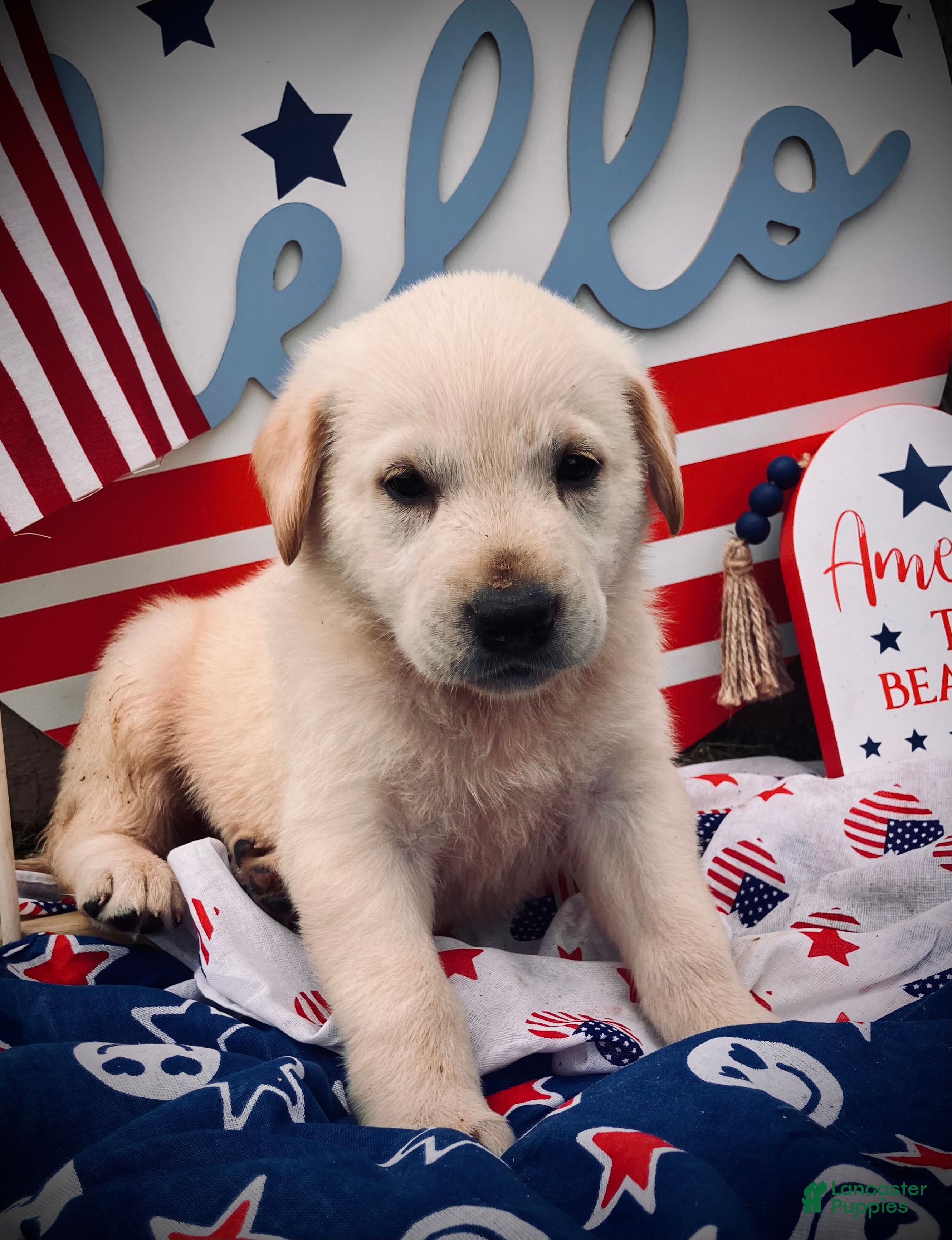 Mixed Breed dogs America  - Ad 12