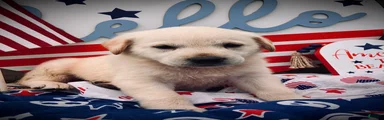America 