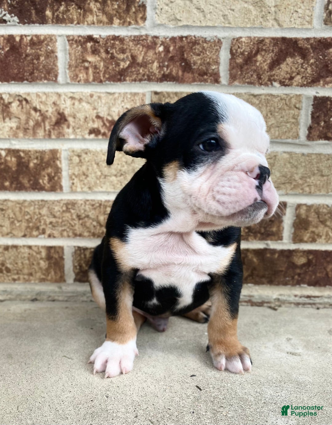 English Bulldog dogs for sale: Dali - Ad 1