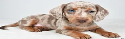 Miniature Dachshund dogs for sale: Gibson - Ad 3