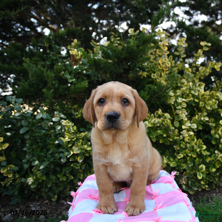 Labrador Retriever dogs for sale: Rex - Ad 3