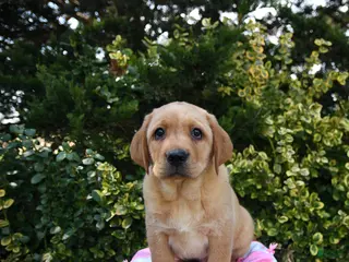 Labrador Retriever dogs for sale: Rex - Ad 3