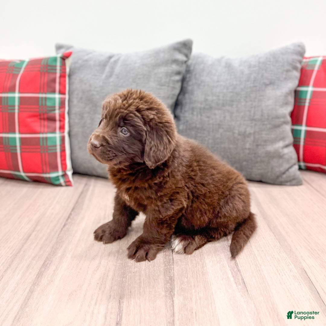 Newfoundland dogs for sale: Bella - Ad 4