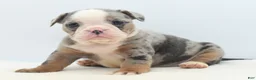 Mixed Breed dogs for sale: Aqua blue koi  - Ad 5