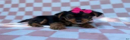 Yorkiepoo dogs for sale: Tazzy - Ad 4