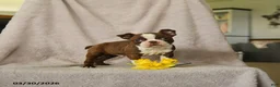 Boston Terrier dogs for sale: Dexter - Ad 3