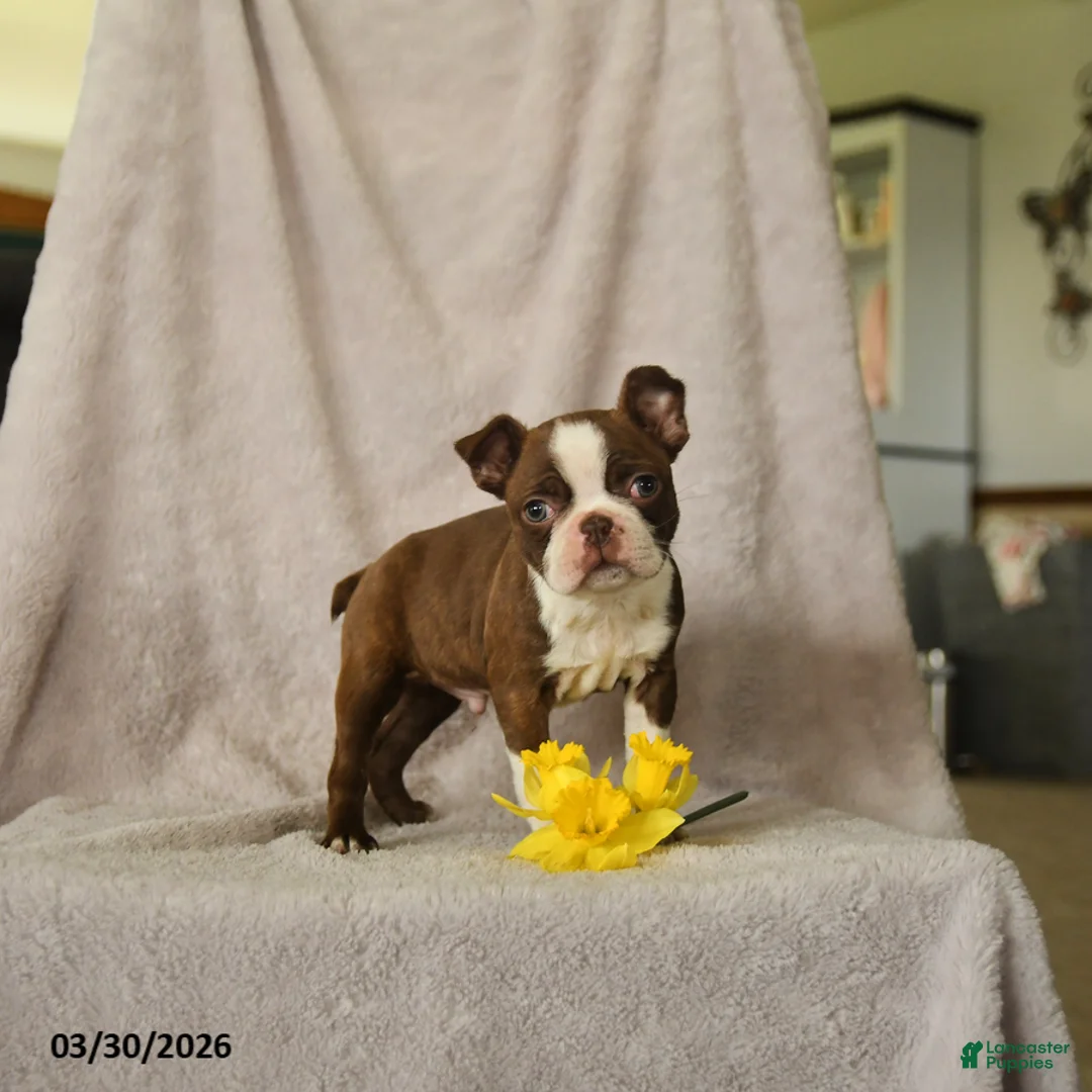 Boston Terrier dogs for sale: Dexter - Ad 3