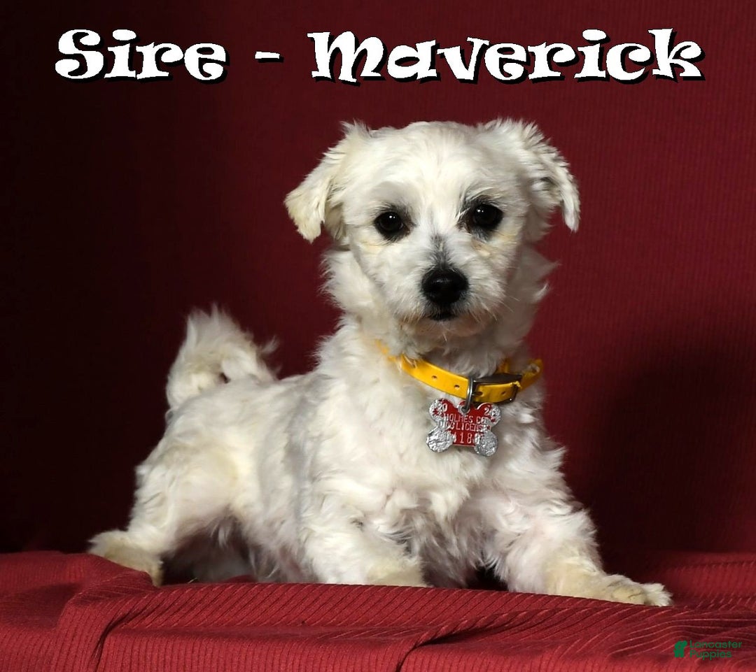 Maltese dogs for sale: Molly - Ad 11