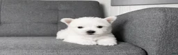 West Highland Terrier dogs for sale: Isabella - Ad 3