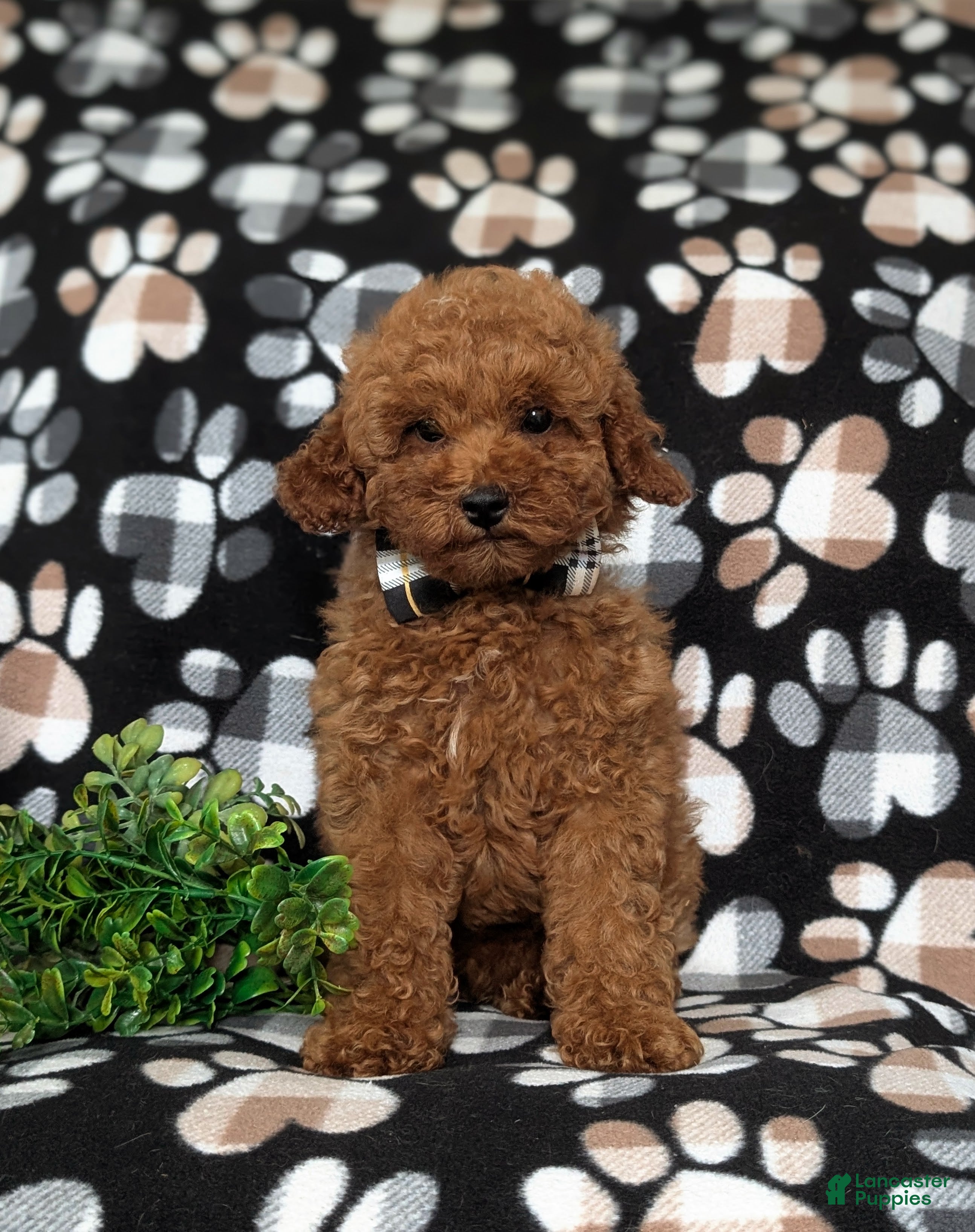 Miniature Poodle dogs Richmond AKC Registered - Ad 2