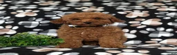 Miniature Poodle dogs for sale: Richmond AKC Registered - Ad 2