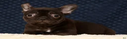 French Bulldog dogs for sale: Becca - Ad 7