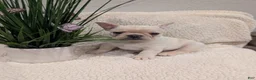 French Bulldog dogs for sale: French Bulldog boy #3 - Ad 3