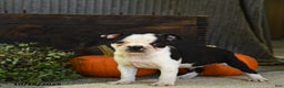 Boston Terrier dogs for sale: King - Ad 6