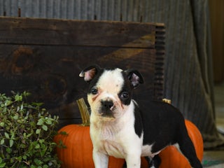 Boston Terrier dogs - Ad 17