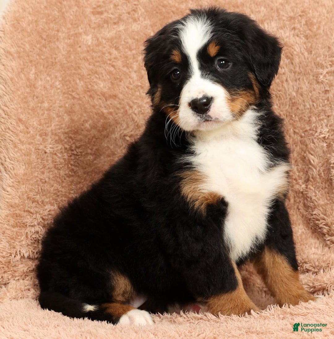 Bernese Mountain Dog dogs for sale: Claire - Ad 2
