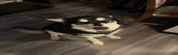 Alaskan Malamute dogs for sale: Maude - Ad 6