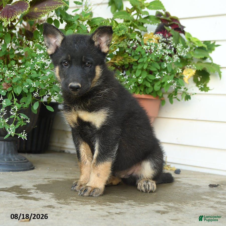 Gerberian Shepsky dogs Tyson - Ad 1