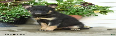 Tyson