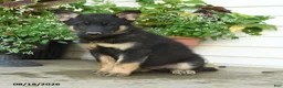 Gerberian Shepsky dogs for sale: Tyson - Ad 1