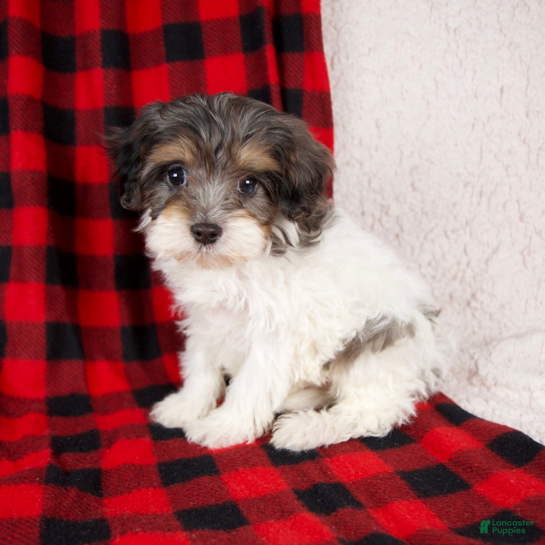 Cavapoo dogs for sale: Polo - Ad 2