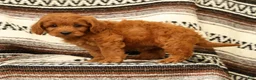 Mini Goldendoodle dogs for sale: Klondike - Ad 9