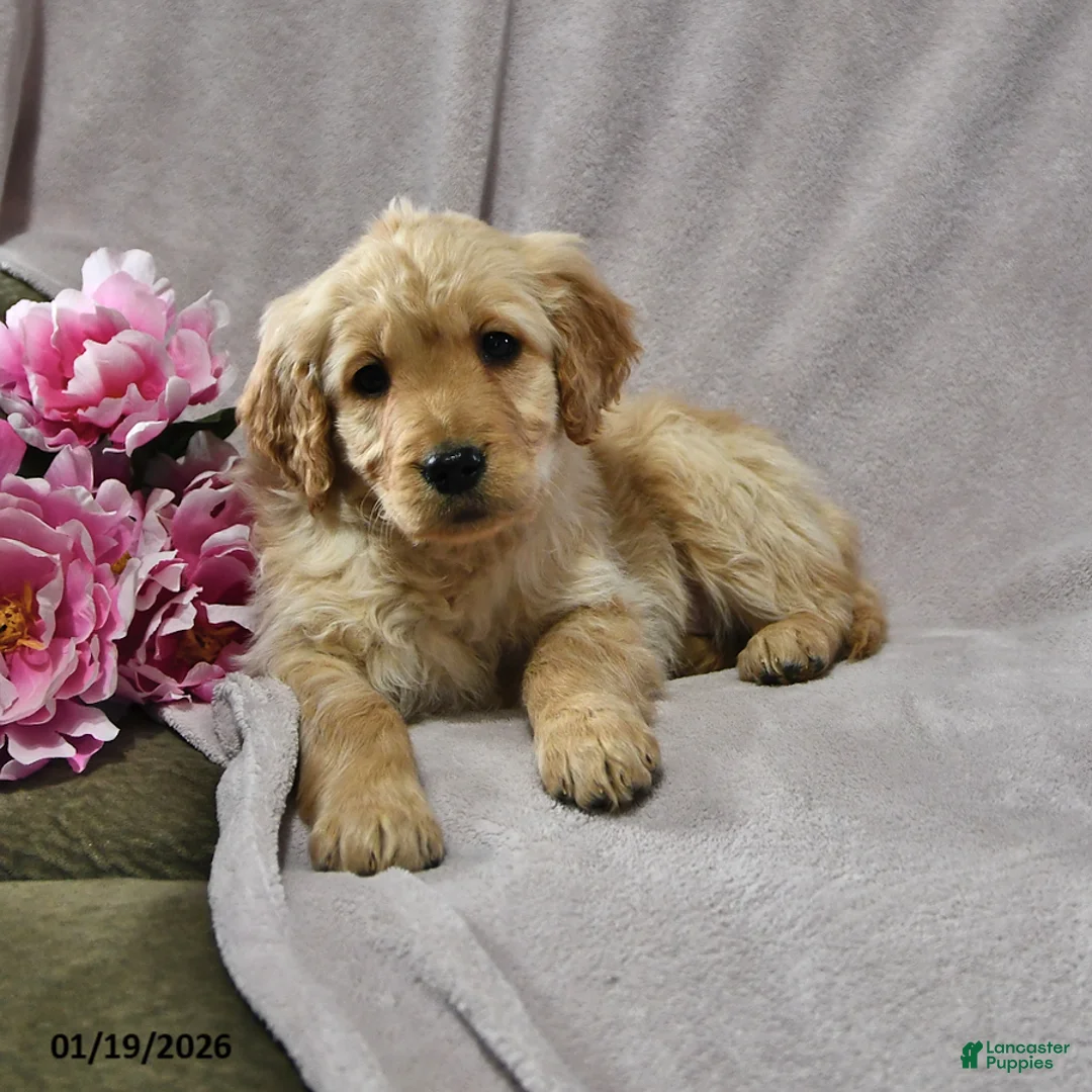 Goldendoodle dogs for sale: Holly - Ad 2