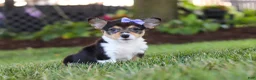 Welsh Corgi Pembroke dogs for sale: Debbie - Ad 4