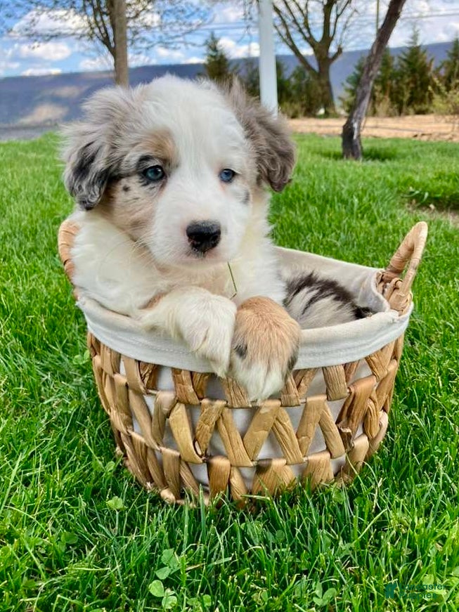 Miniature Australian Shepherd dogs Charlie - Ad 2