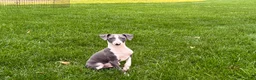 Italian Greyhound dogs for sale: Connor  - Ad 6