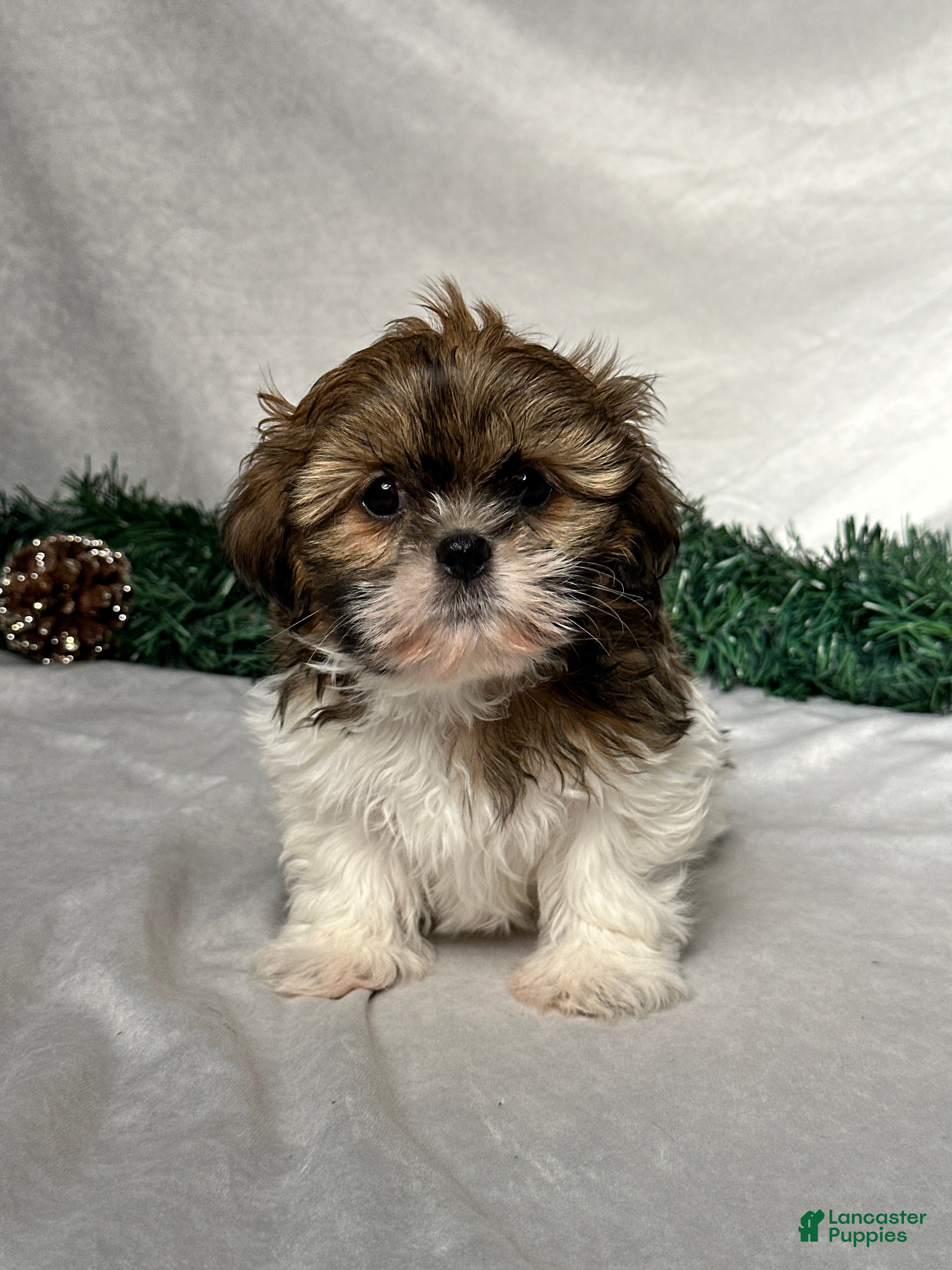 Shih Tzu dogs Oliver - Ad 42